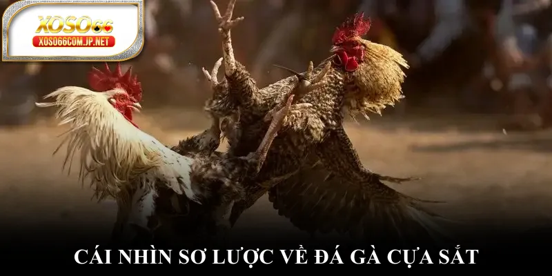Đá Gà Cựa Sắt - Đánh Thức Đam Mê Chinh Phục Đỉnh Cao - viero.bet Đá Gà Cựa Sắt - Đánh Thức Đam Mê Chinh Phục Đỉnh Cao - viero.bet