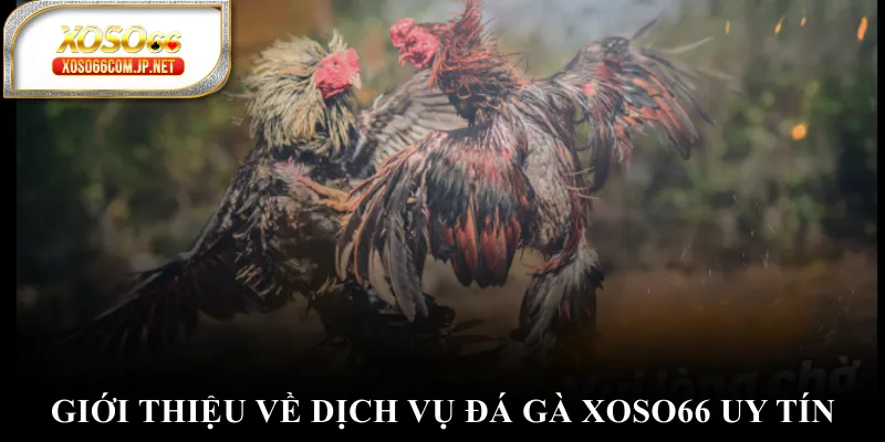Đá Gà XOSO66 Đỉnh Cao Với Những Trận Đấu Nghẹt Thở - viero.bet Đá Gà XOSO66 Đỉnh Cao Với Những Trận Đấu Nghẹt Thở - viero.bet