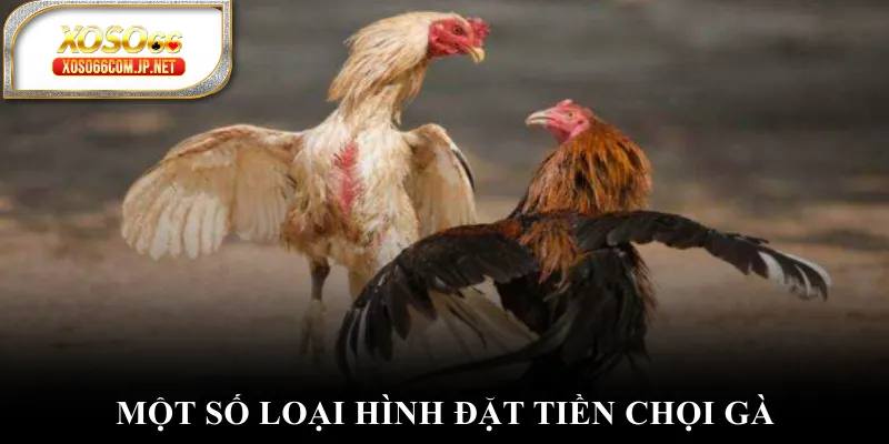 Đá Gà Cựa Sắt - Đánh Thức Đam Mê Chinh Phục Đỉnh Cao - viero.bet Đá Gà Cựa Sắt - Đánh Thức Đam Mê Chinh Phục Đỉnh Cao - viero.bet