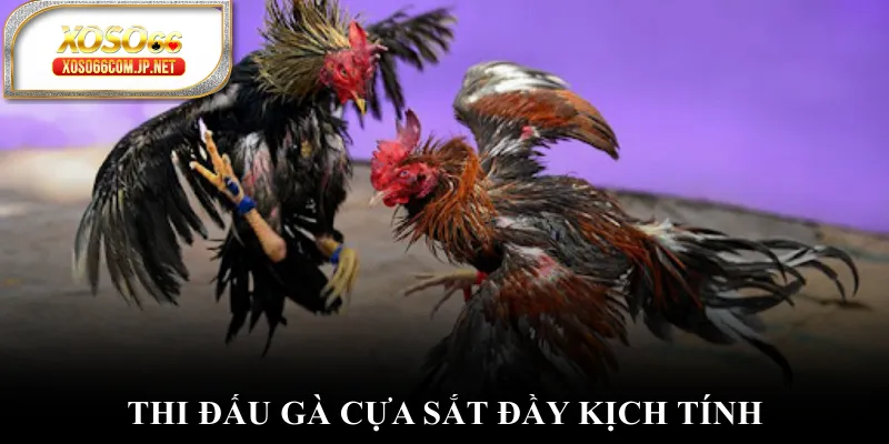 Đá Gà WS168 Mở Ra Thế Giới Giải Trí Có 1-0-2 - viero.bet