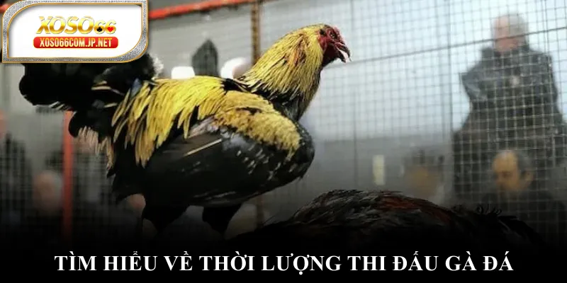 Đá Gà Cựa Sắt - Đánh Thức Đam Mê Chinh Phục Đỉnh Cao - viero.bet Đá Gà Cựa Sắt - Đánh Thức Đam Mê Chinh Phục Đỉnh Cao - viero.bet