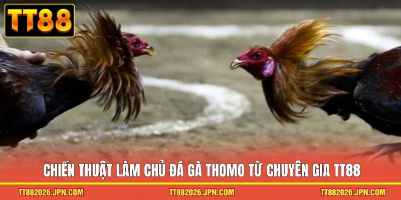 Đá Gà Thomo TT88 - Trải Nghiệm Trường Kê đỉnh Cao 2026 - viero.bet Đá Gà Thomo TT88 - Trải Nghiệm Trường Kê đỉnh Cao 2026 - viero.bet