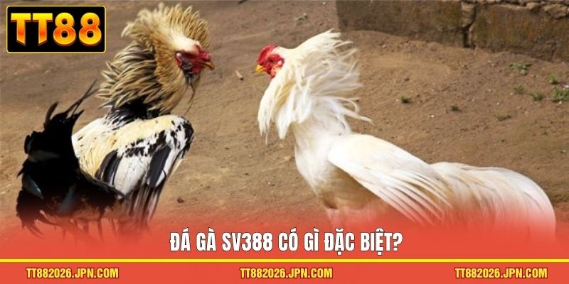 Đá Gà SV388 - Đấu Trường Chiến Kê Rực Lửa đỉnh Cao 2026 - viero.bet