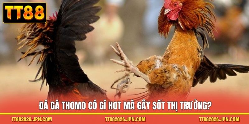 Đá Gà Thomo TT88 - Trải Nghiệm Trường Kê đỉnh Cao 2026 - viero.bet Đá Gà Thomo TT88 - Trải Nghiệm Trường Kê đỉnh Cao 2026 - viero.bet