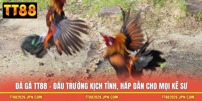 Đá Gà TT88 - Top 1 Sảnh Cược Xanh Chín Với 500k Lượt Chơi  - viero.bet
