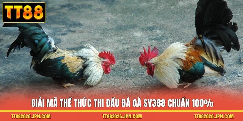 Đá Gà SV388 - Đấu Trường Chiến Kê Rực Lửa đỉnh Cao 2026 - viero.bet
