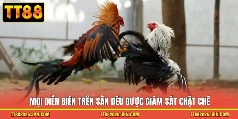 Đá Gà TT88 - Top 1 Sảnh Cược Xanh Chín Với 500k Lượt Chơi  - viero.bet