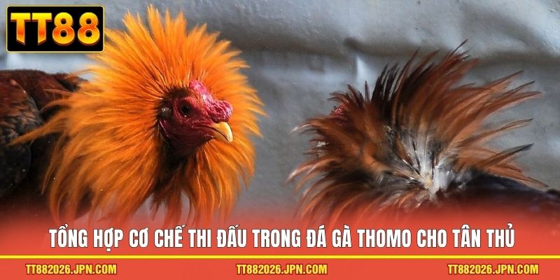 Đá Gà Thomo TT88 - Trải Nghiệm Trường Kê đỉnh Cao 2026 - viero.bet Đá Gà Thomo TT88 - Trải Nghiệm Trường Kê đỉnh Cao 2026 - viero.bet