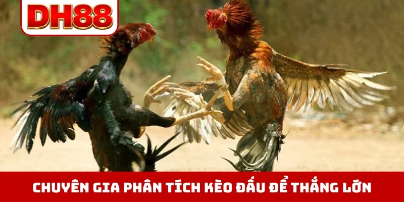 Đá Gà DH88 - Xem Trực Tiếp Chọi Kê Thomo Hôm Nay Full HD - viero.bet