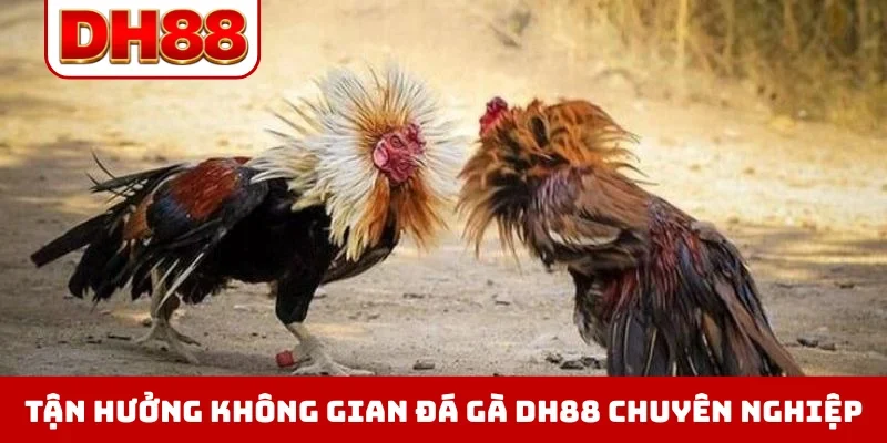 Đá Gà DH88 - Xem Trực Tiếp Chọi Kê Thomo Hôm Nay Full HD - viero.bet